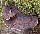 Gloeophyllum sepiarium MykoGolfer