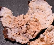 Granulobasidium vellereum  MykoGolfer