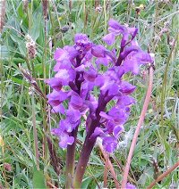 Green Winged Orchid MykoGolfer