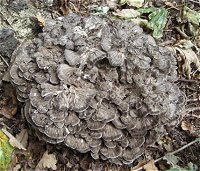 Grifola frondosa MykoGolfer