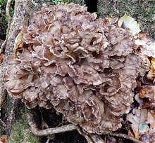 Grifola frondosa MykoGolfer