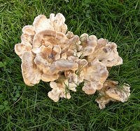 Grifola frondosa MykoGolfer