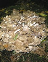 Grifola frondosa   MykoGolfer