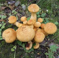 Gymnopilus junionius  MykoGolfer