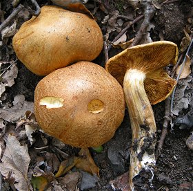 Gymnopilus junonius  MykoGolfer