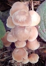 Gymnopus confluens  MykoGolfer