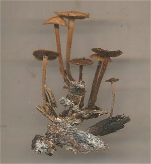 Gymnopus fuscopupreus MykoGolfer