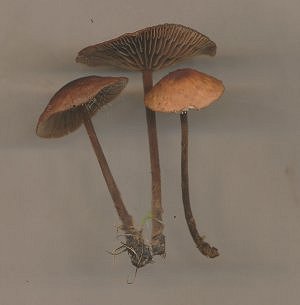 Gymnopus fuscopurpurea MykoGolfer