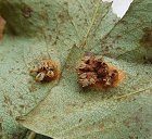 Gymnosporangium sabinae MykoGolfer