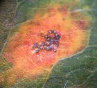 Gymnosporangium sabinae MykoGolfer