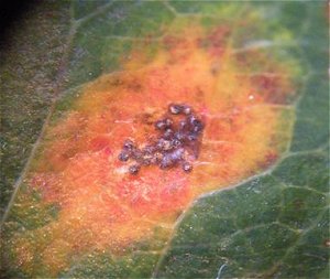 Gymnosporangium sabinae © MykoGolfer
