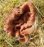 Gyromitra ancilis  MykoGolfer