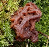 Gyromitra esculenta  MykoGolfer