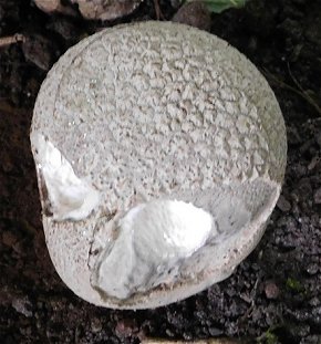 Handkea utriformis MykoGolfer