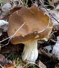 Helvella acetabulum  MykoGolfer