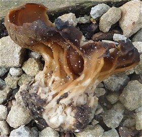 Helvella acetabulum MykoGolfer