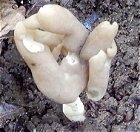 Helvella elastica MykoGolfer