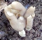 Helvella elastica  MykoGolfer