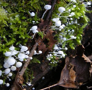 Hemimycena tortuosa MykoGolfer