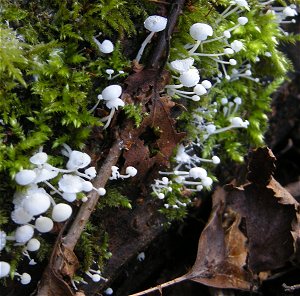 Hemimycena tortuosa  MykoGolfer