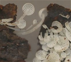 Hemimycena tortuosa MykoGolfer