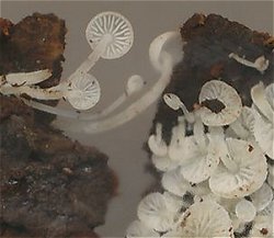 Hemimycena tortuosa  MykoGolfer