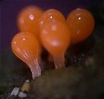 Hemitrichia calyculata © MykoGolfer