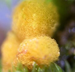Hemitrichia calyculus MykoGolfer
