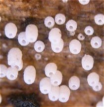 Henningsomyces candidus MykoGolfer