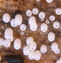 Henningsomyces candidus  MykoGolfer