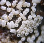 Henningsomyces candidus MykoGolfer