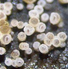 Henningsomyces candidus MykoGolfer