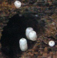 Henningsomyces candidus  MykoGolfer