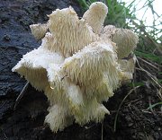 Hericium cirrhatum  MykoGolfer