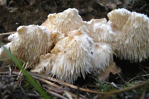 Hericium cirrhatum  MykoGolfer