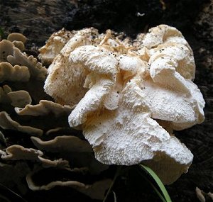 Hericium cirrhatum at Speke Hall © MykoGolfer