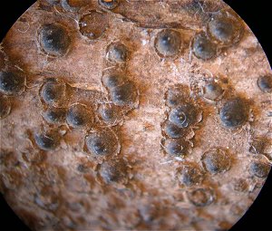 Herpotrichia macrotricha MykoGolfer