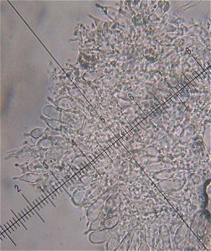 Hohenbuehelia cyphelliformis MykoGolfer