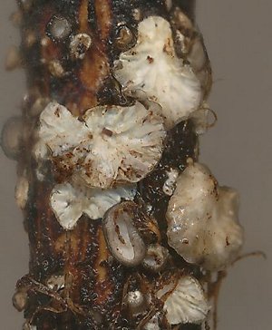 Hohenbuehelia cyphelliformis © MykoGolfer