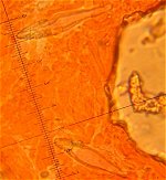 Hohenbuehelia mastrucata cystidia  MykoGolfer