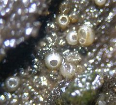 Hyalopeziza millepunctata MykoGolfer