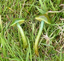 Hygrocybe psittacina   MykoGolfer