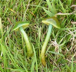 Hygrocybe psittacina  MykoGolfer