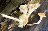Hygrophorus nemoreus MykoGolfer