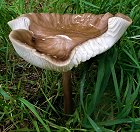 Hymenopellis radicata MykoGolfer