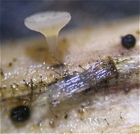 Hymenoscyphus vitellinus with Periconia MykoGolfer
