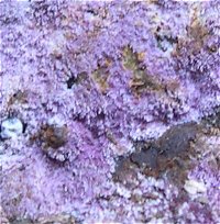Hypochnella violacea MykoGolfer