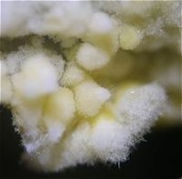 Hypochnicium punctulatum MykoGolfer