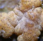Hypocrea species MykoGolfer