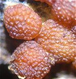 Hypocrea species MykoGolfer